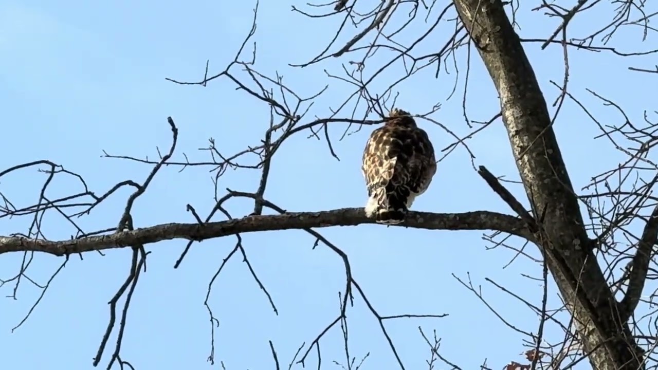 #BirdsOfPrey — early #February2026