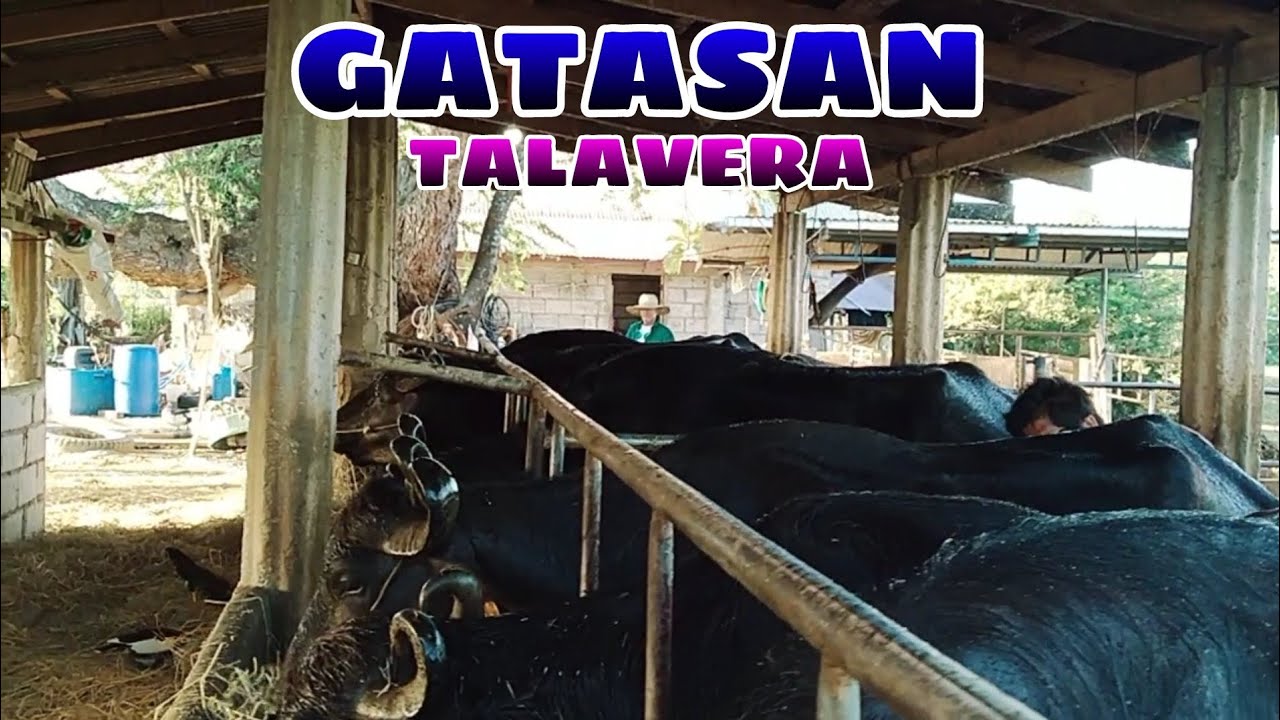 GATASAN TALAVERA BUHAY BUKID JRTV