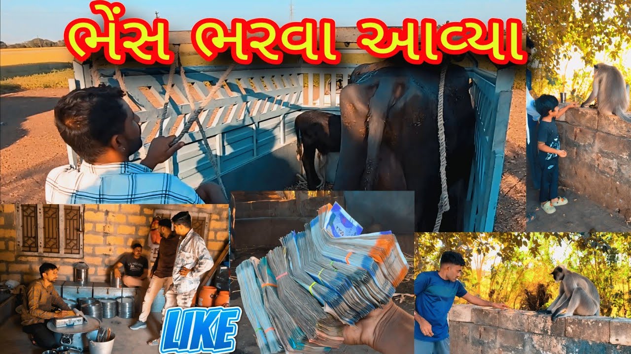કેટલા માં ભેંસ ભરાવી#trending #vlog #funny #comedy #sisodiya mahendra vlogs #like #subscribe #like 