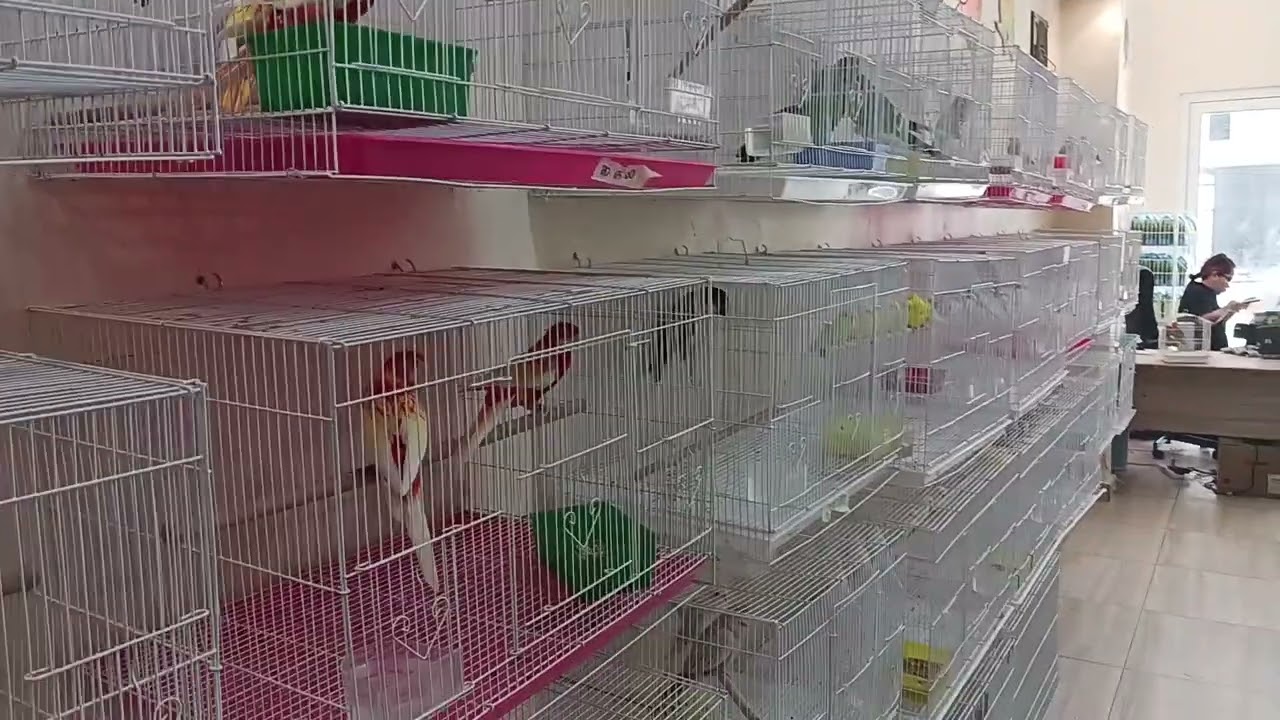 bird market tour in Bahrain 🇧🇭 👌