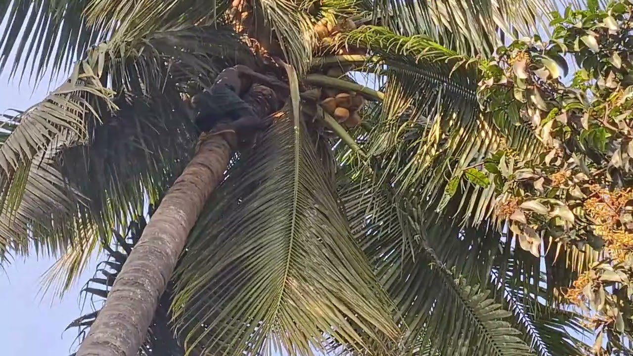 Village Vlog /Gramathu Marumagal Priya 