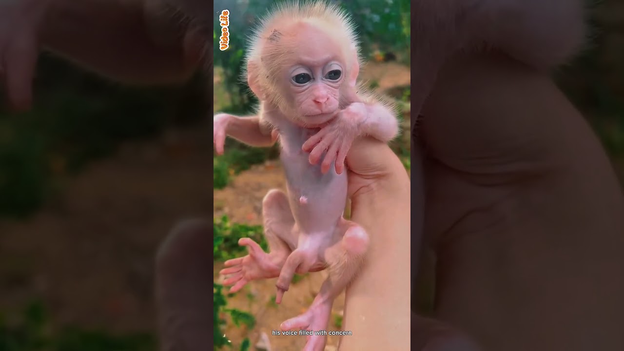 Horror time dad check his baby monkey with dark Pipe big and Long