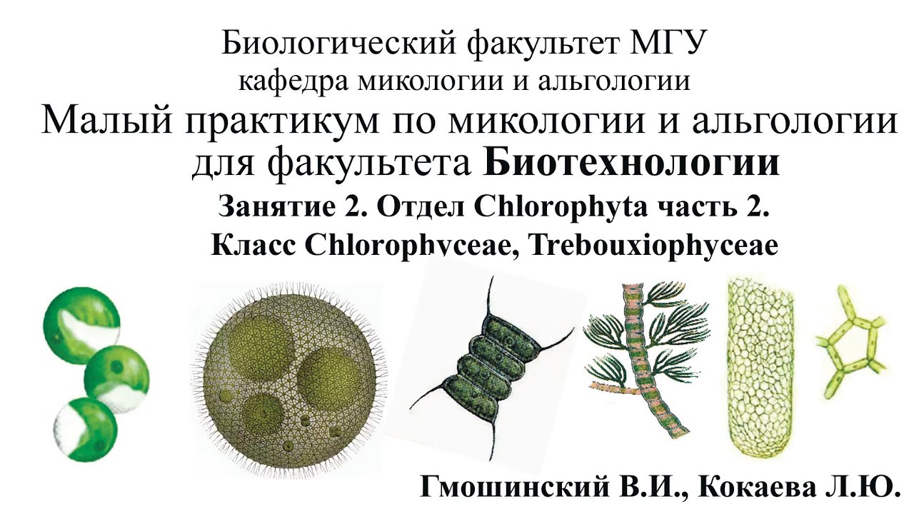 Малый практикум для студентов ф-та Биотехнологии. 3 занятие. Отдел Chlorophyta 2 часть