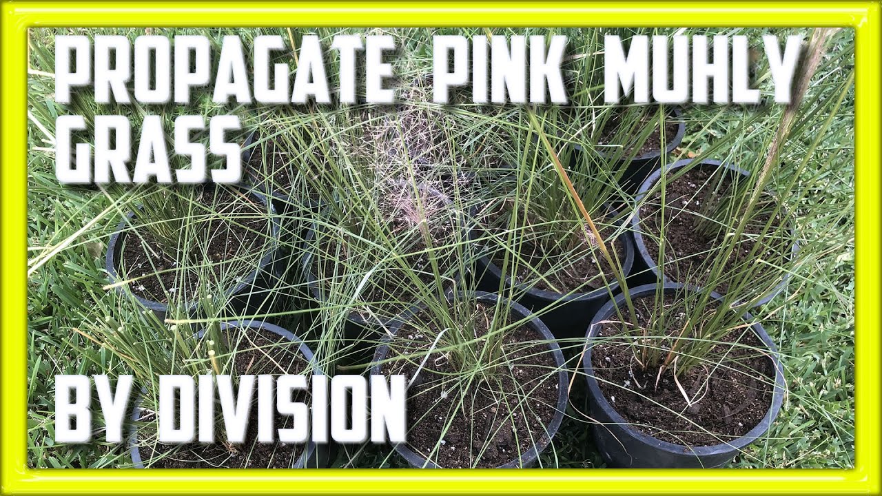 Propagate Pink Muhly Grass by Divison