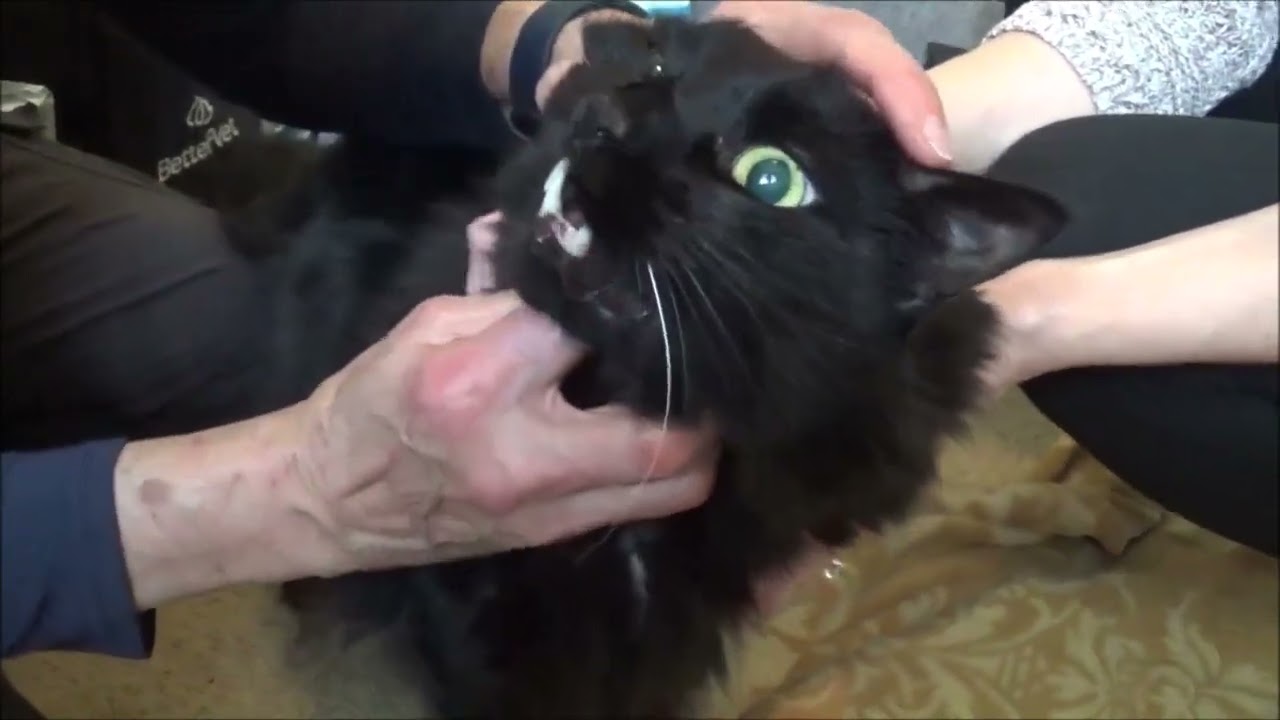 Mr. Eko vs. the Vet