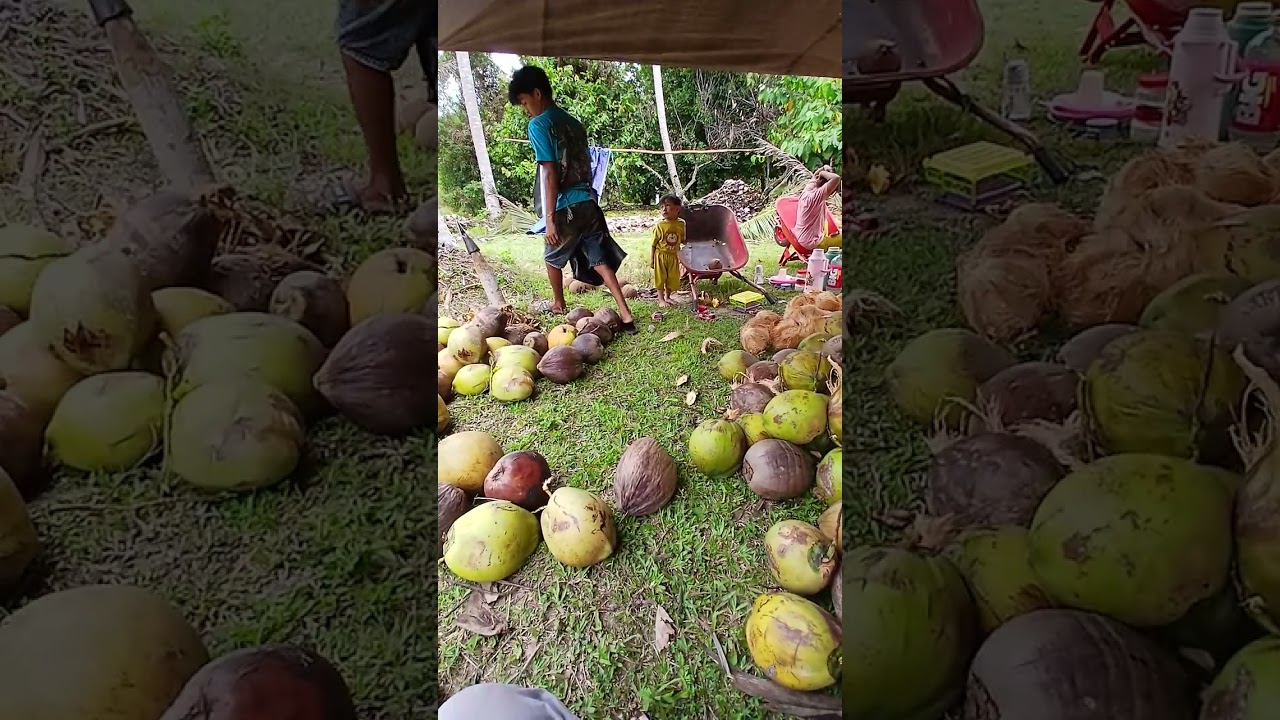 Kupas kelapa Desa Hion,Kec.Bunta,Kab.Banggai.