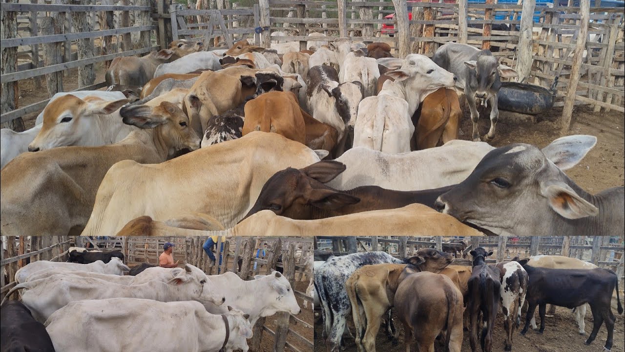 FEIRA DO GADO EM OURICURI-PE DIA, 28/01/2026. #nordeste 