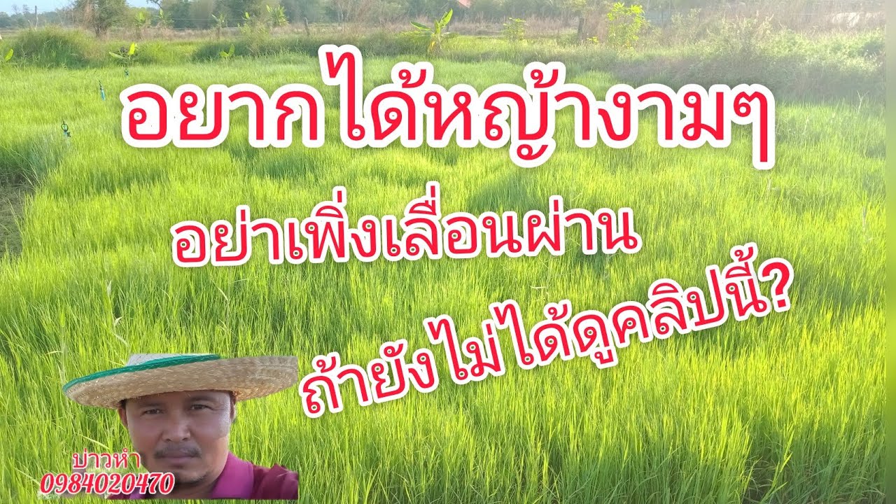 หญ้าแพงโกล่าหน้าแล้ง