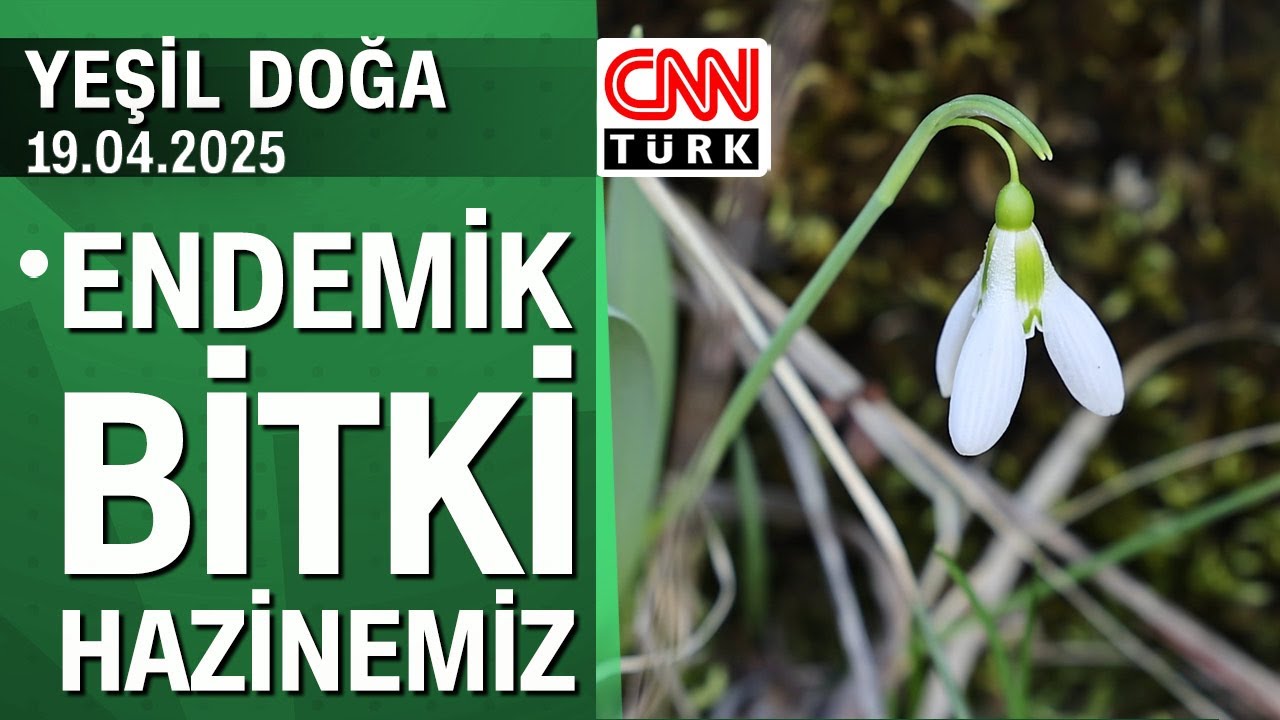 Antalya'nın doğal hazinesi endemik bitki türlerinin hikayesi - Yeşil Doğa 19.04.2025 Cumartesi