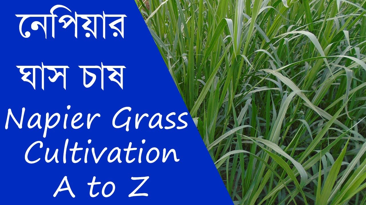 নেপিয়ার ঘাস চাষ  Napier Grass Cultivation A to Z