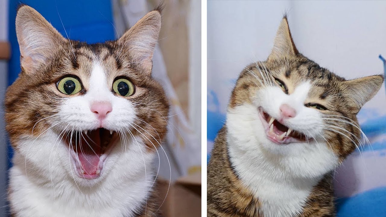 Meet Rexie, A Handicapped Cat and The King Of Hilarious Facial Expressions!