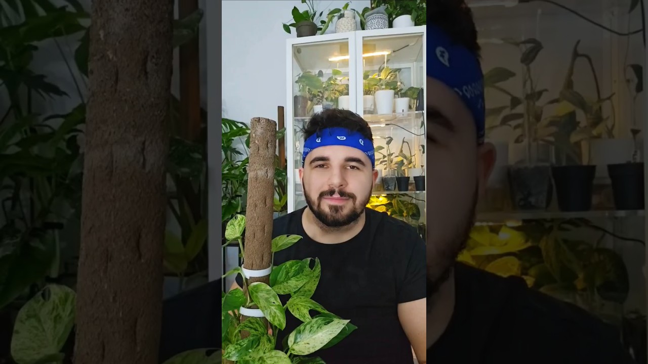 EPIPREMNUM PINNATUM VARIEGATA #roślinydomowe #roślinydoniczkowe #epipremnum #epipremnumpinnatum