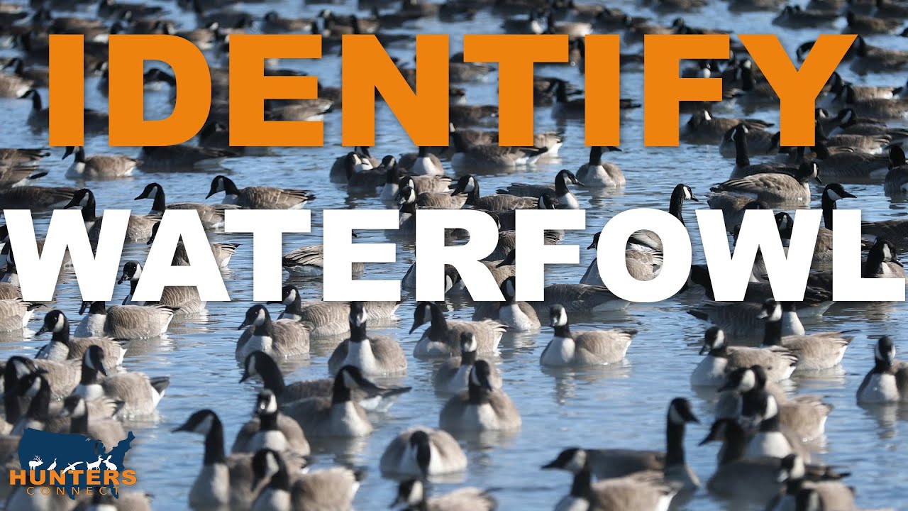 HOW TO IDENTIFY WATERFOWL | Hunters Connect