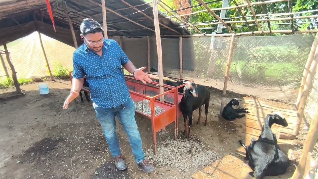 बंदिस्त शेळीपालन पद्धत व फायदे | Intensive Goat Farming | #goatfarming #intensivefarming #शेळीपालन