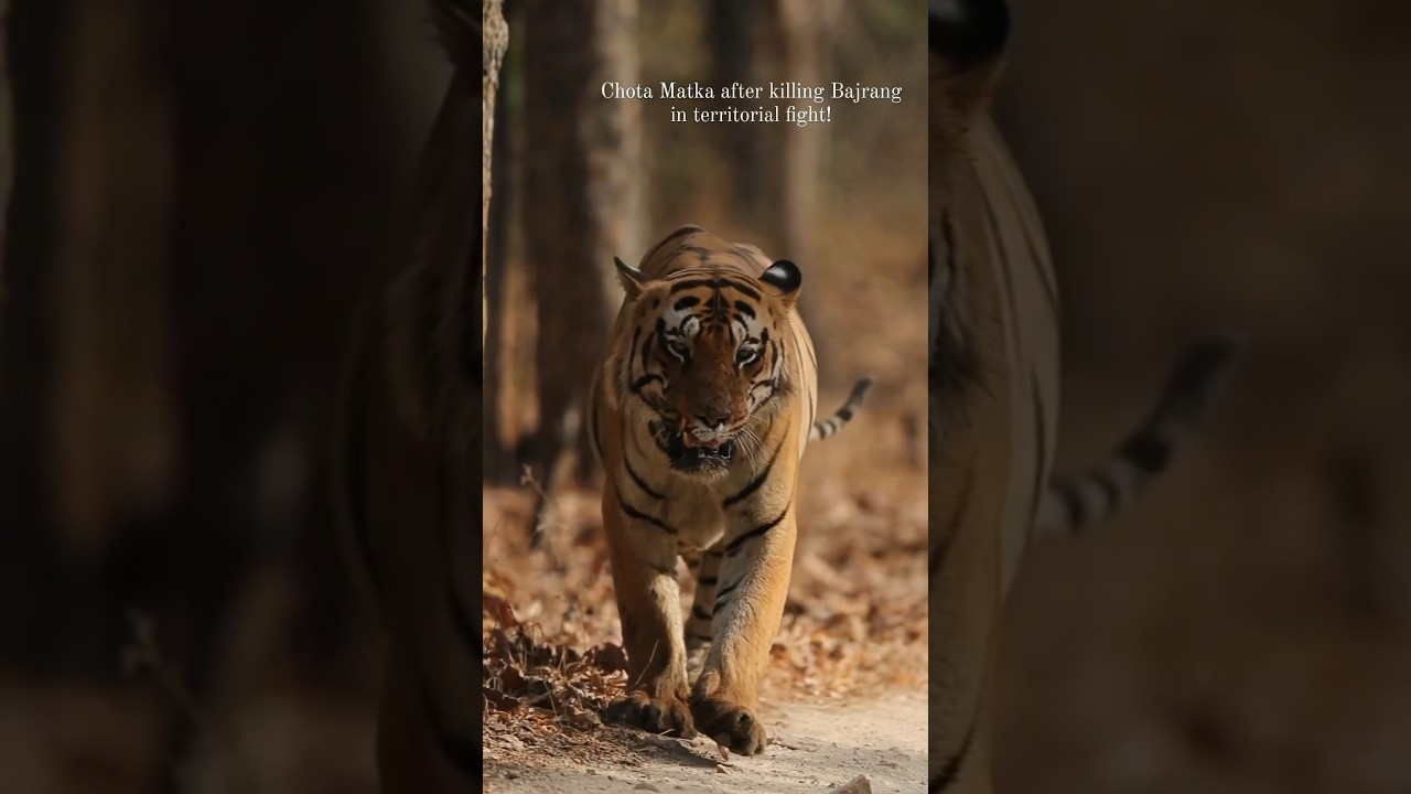 Chota Matka tiger after killing Bajrang tiger in territorial fight! #tadoba #tiger #wildlife