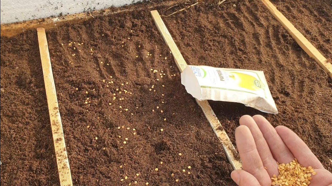 Как прогреть рассаду, чтобы взошли легче?