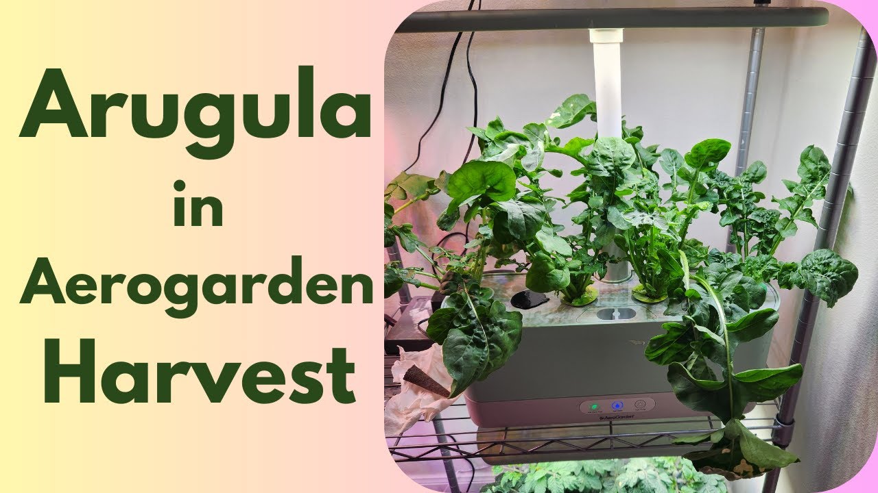 Руккола, выращенная в гидропонной системе Aerogarden Harvest — листовой овощ.