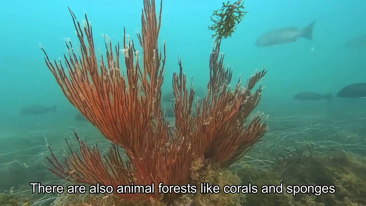 BIODIVERSITY IN MARINE FORESTS - Banc d'Arguin National Park (Mauritania)