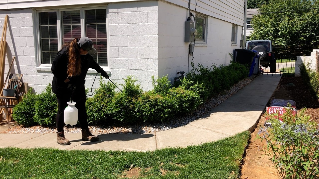 Treating Boxwoods For Boxwood Leafminers and Other Pests 🌳 🌳 // Dirt and Dish
