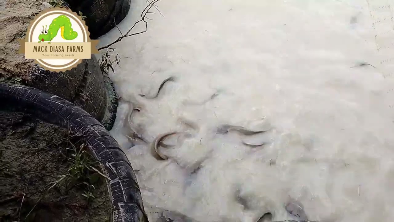 Feeding Catfish with Black soldier fly larvae