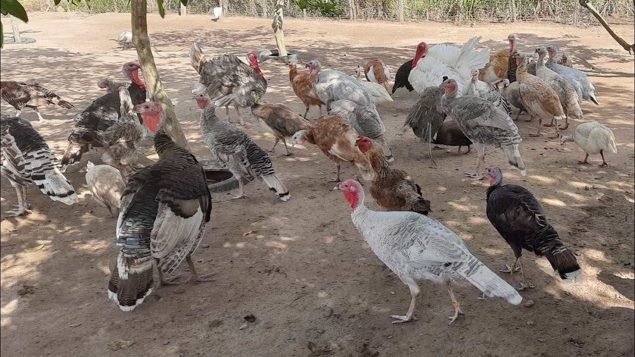 Todas as Minhas Aves, Atualizando o Plantel.
