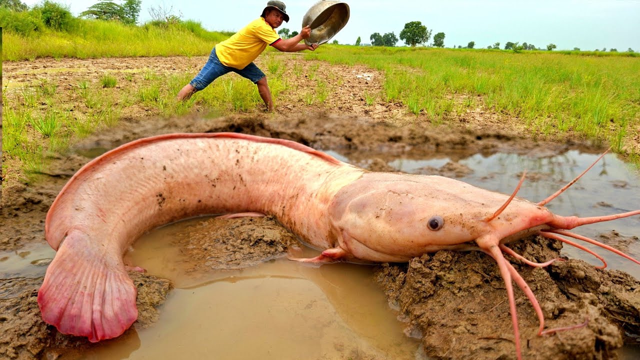 Amazing fishing video, catching a big red fish in the rice fields