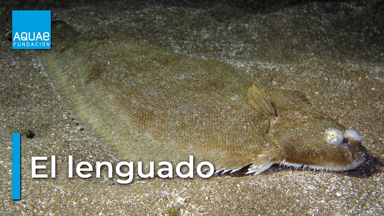 El LENGUADO COM&Uacute;N, un pez PLANO que se camufla en los FONDOS ARENOSOS