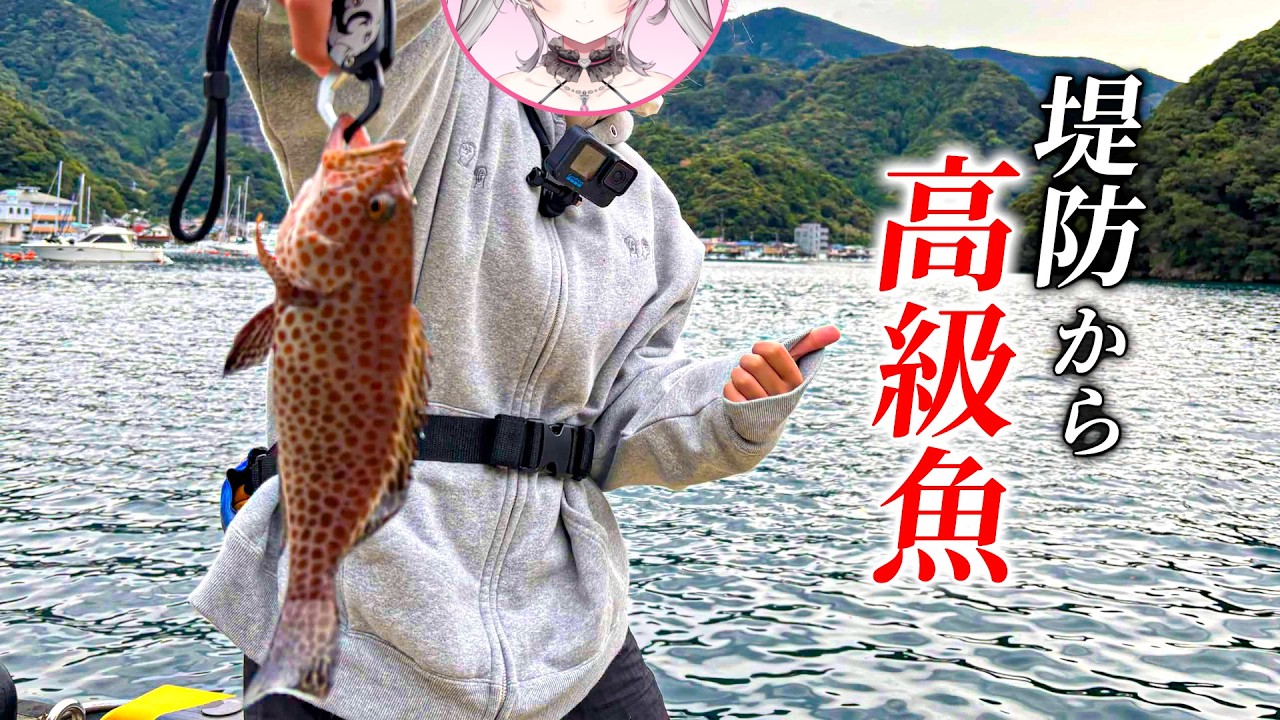 【実写動画】西伊豆で堤防釣りをしていたら高級魚が釣れちゃった...!!【#うおむすめ】【#うおロケ】