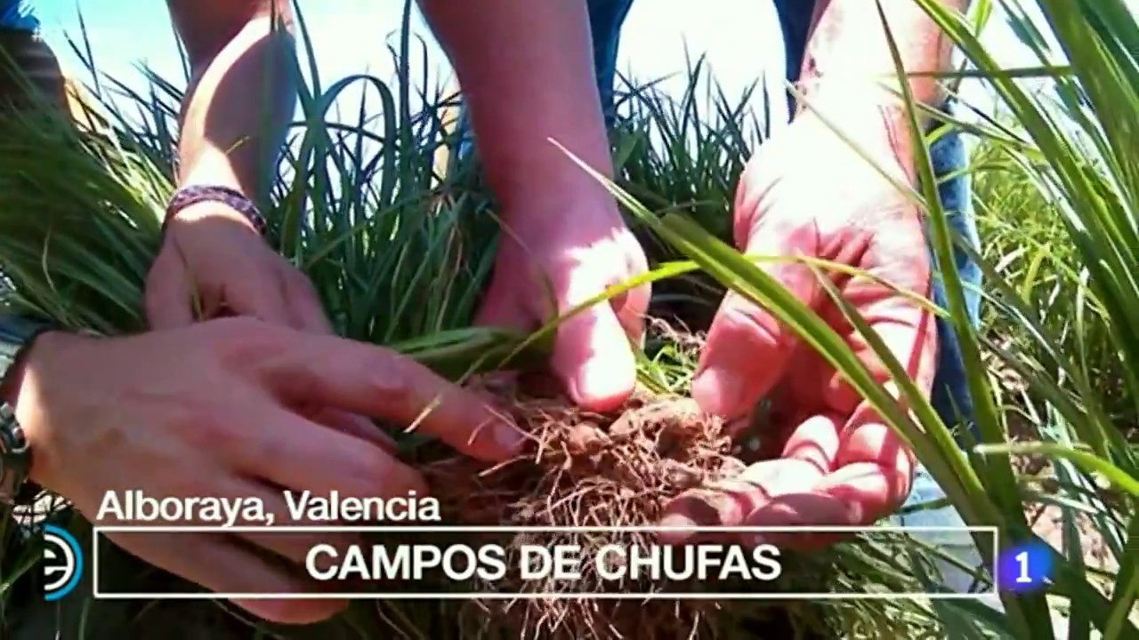 La chufa de Valencia y la elaboración de la Horchata de Chufa de Valencia​ en España Directo