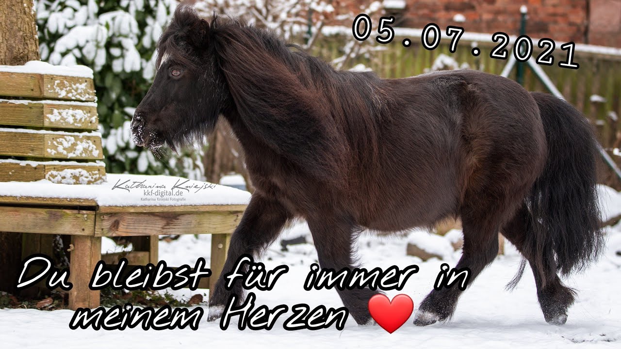 Ruhe in Frieden kleine Fly🌈❤