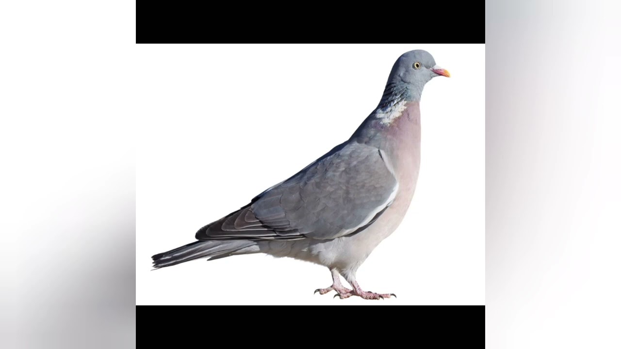 Pigeon Documentary | The Amazing Life of Pigeons”
