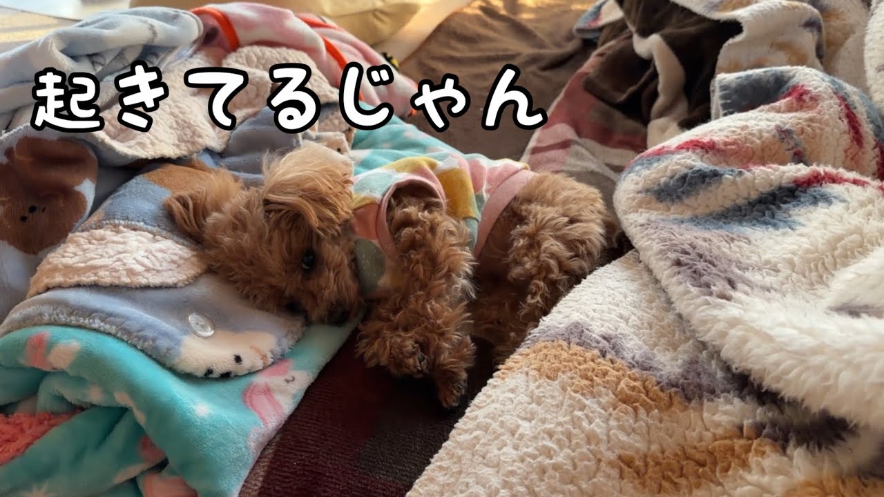 散歩に行きたくなくて寝たふりするトイプードル