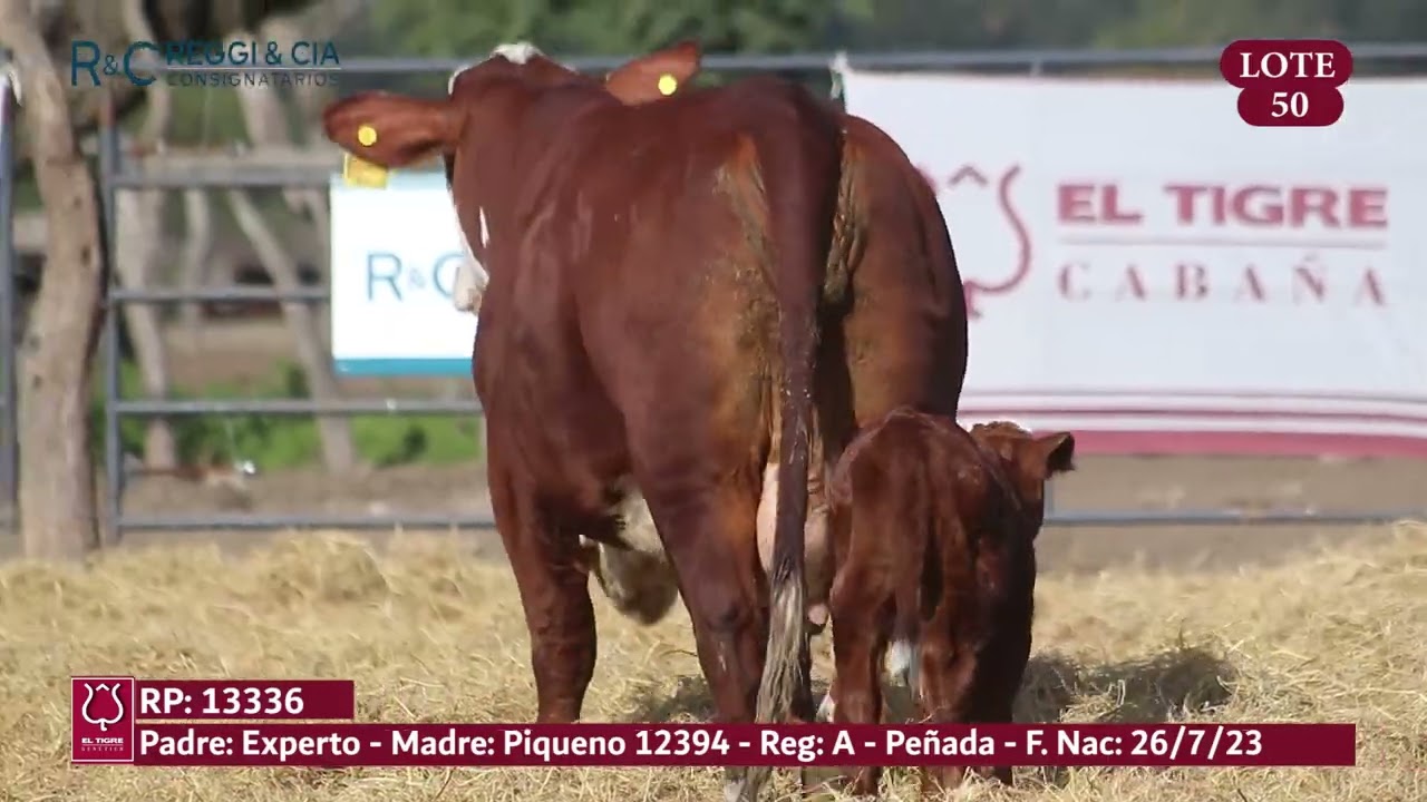LOTE 50