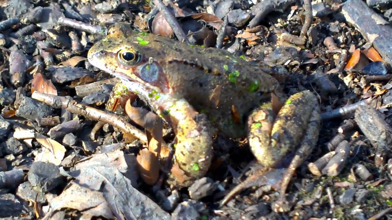 Unser Glessen - März
