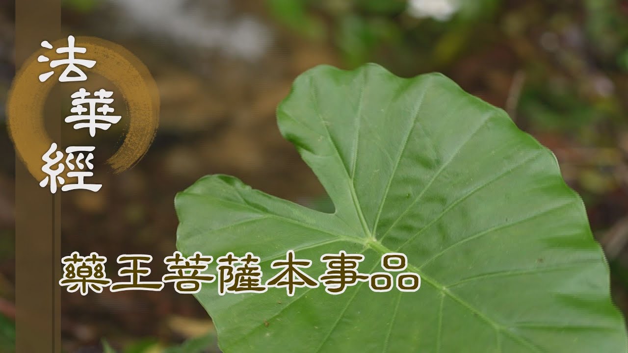 【靜思妙蓮華】 法華經 藥王菩薩本事品 - 令諸迷者 知其所趣 - 第1835集 20241224