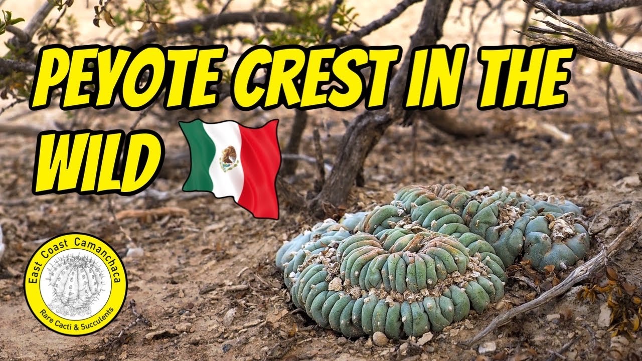 Среда обитания кактуса Lophophora williamsii в пустыне Чиуауа 😍