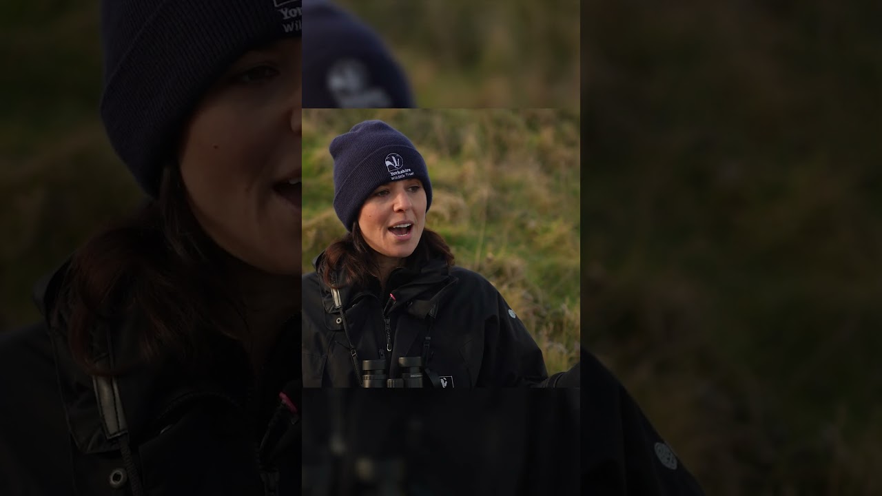 Why grey seals are a UK treasure