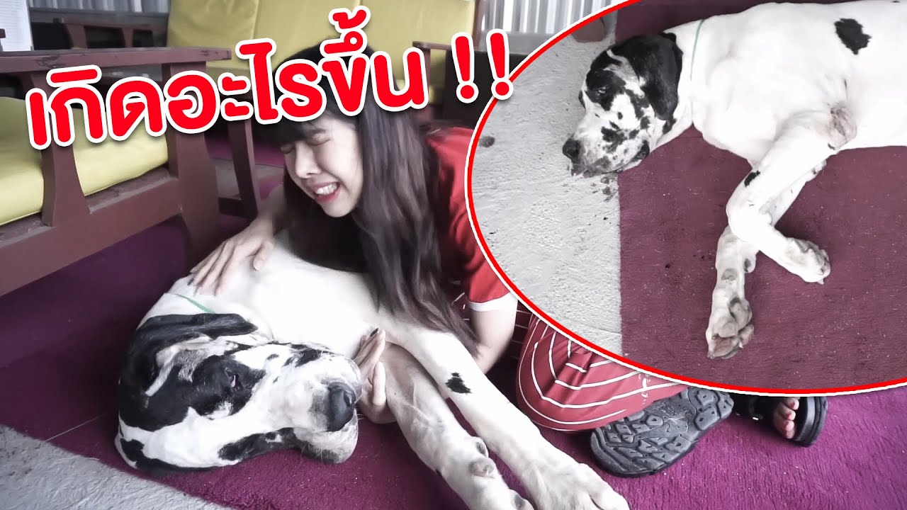 The lost dog was found! But the panda was seriously injured!!