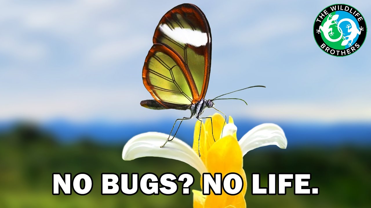 Why the World Without Insects Would Be Your Worst Nightmare (ft. @JacksWorldofWildlife)