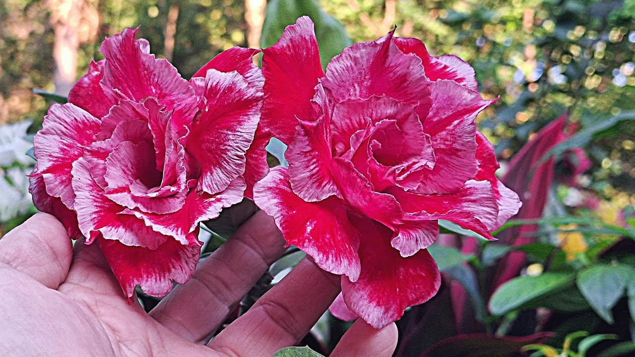 COMO PODAR LA ROSA DEL DESIERTO ADENIUN para que florezca 