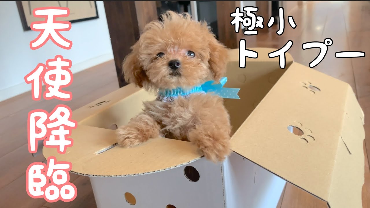 【子犬のお迎え】極小トイプーの赤ちゃんがやってきた❗️
