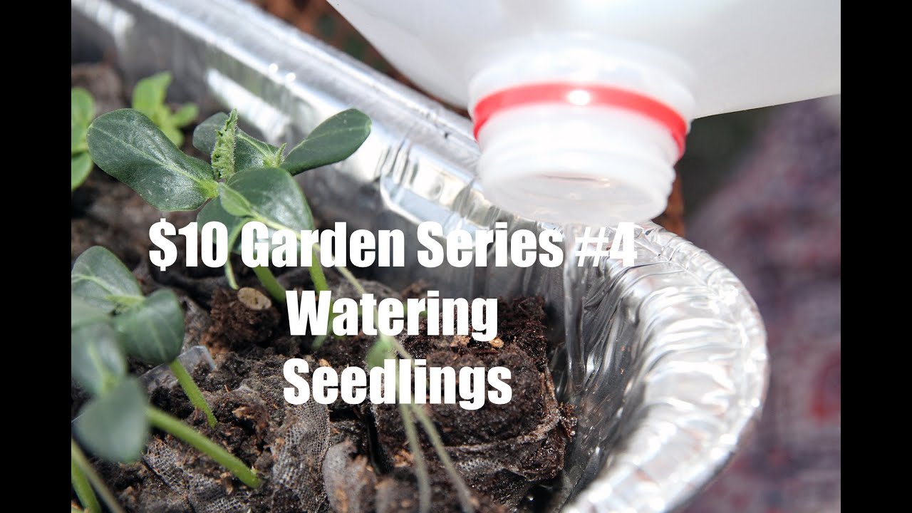 $10 Garden Series #4 - How To Water Vegetable Seedlings