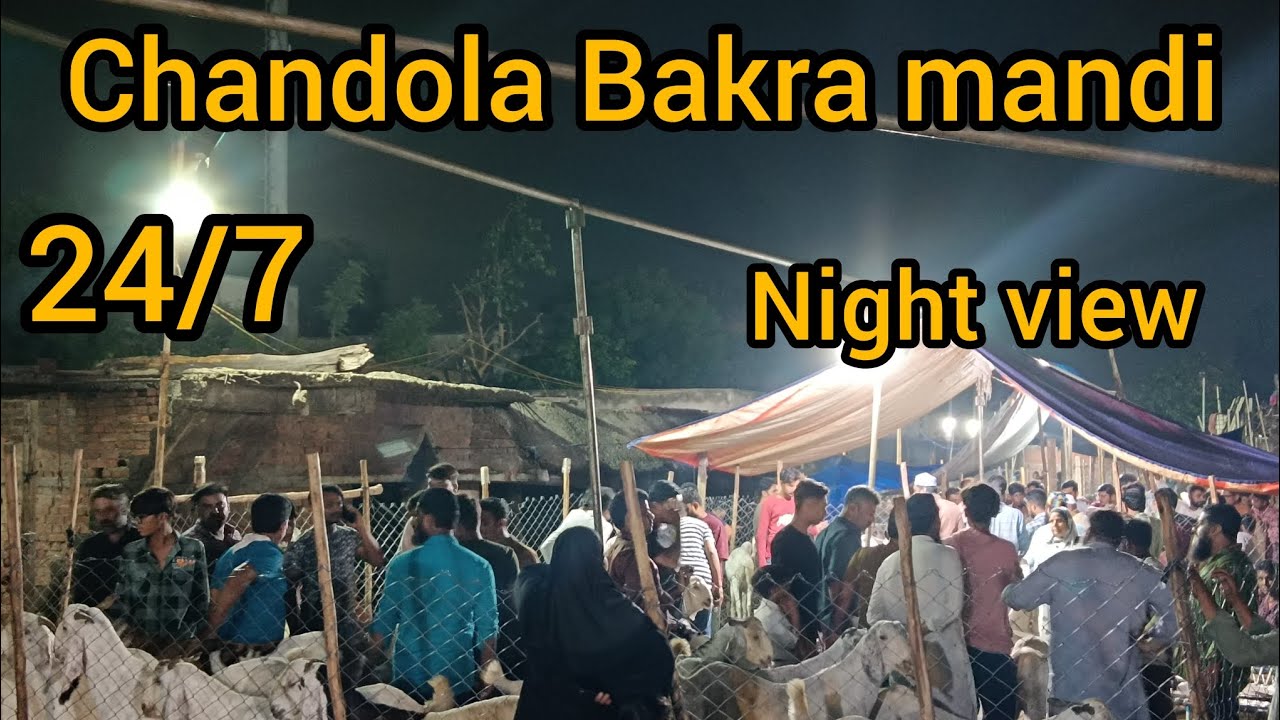 chandola Bakra mandi | Ahmedabad Bakra mandi | 24/7 open |#ahmedabad #animals #goat