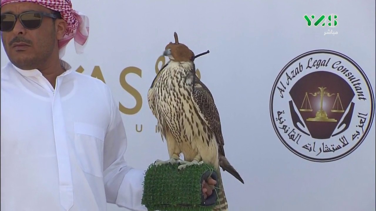 مشاركات الظفرة فالكونز- شوط الرمز جير شاهين فرخ الشيوخ