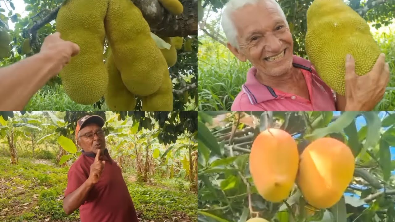 É MUITA FARTURA DE FRUTAS OS PÉS ESTÃO CHEIOS DE MANGA ROSA E JACÁ PARECE QUE NINGUÉM ANDA AQUI