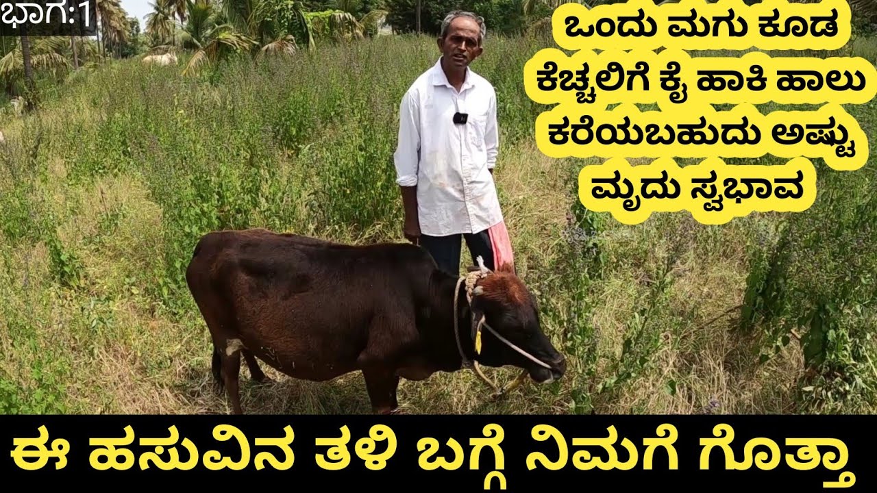 ಮಲೆನಾಡು ಗಿಡ್ಡಕ್ಕಿಂತ ಗಿಡ್ಡದಾದ ತಳಿ ಇದು... ಇದುವರೆಗೂ ಅಂಬಾ ಅಂತ ಕೂಗಿಲ್ಲ ಯಾರ್ ಬಂದ್ರು ಏನು ಮಾಡಲ್ಲ ಈ ತಳಿ ಹೋರಿನ