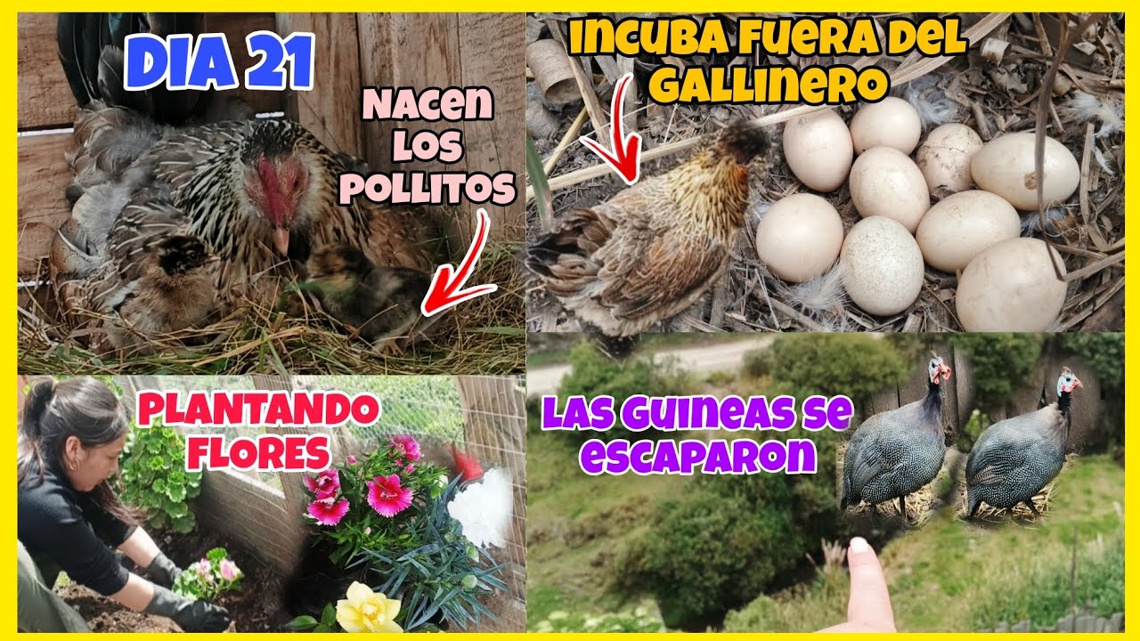Pollitos🐤Seguí a una gallina y halle su nido..Mis Guineas volaron al otro lado del rio y no regresan
