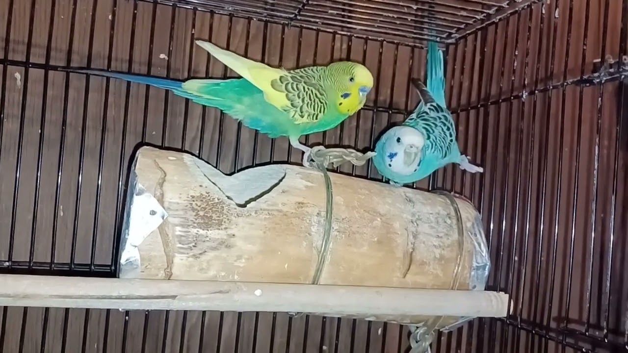 Siempre si les quitamos el nido #periquitos #budgies #chicago #youtube