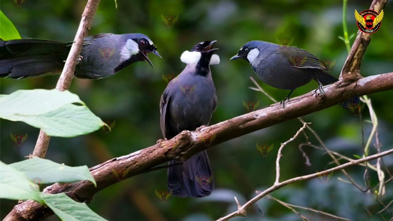 tiếng chim khướu bạc má đánh nhau suab noog sản hwj sib tom cuab tuaj zoo heej