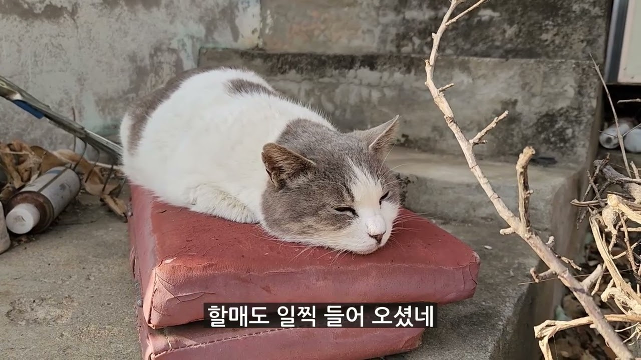 시골냥 키우기? 땅치고 후회하기 전에 그만 두세요/인생 망합니다